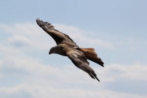 Krafttiere vs. Helfertiere - Schamanische Hilfe bei der Visionssuche