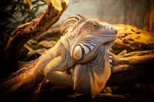 Krafttiere vs. Helfertiere - Schamanische Hilfe bei der Visionssuche