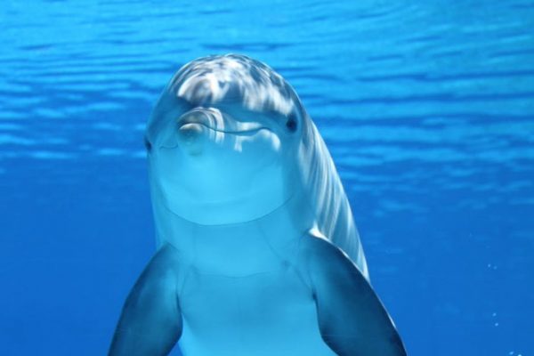 Wie hilft mir das Lachen der Delfine mit mir Frieden zu machen? Ein Dialog zur Hypersensibilität