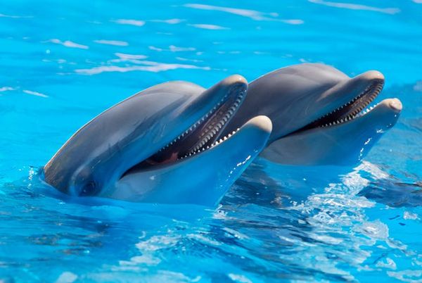 Wie hilft mir das Lachen der Delfine mit mir Frieden zu machen? Ein Dialog zur Hypersensibilität