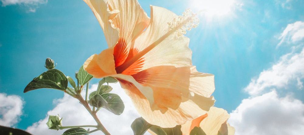 Drachenfrau-Videos-Blume