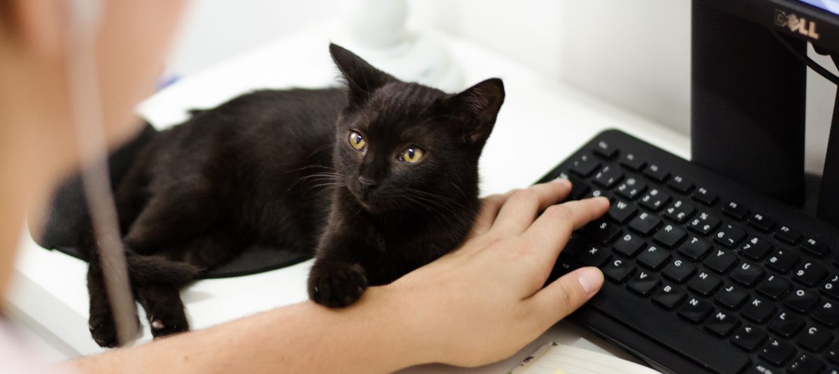 Online Kurse Drachenfrau-online-Kurse-Katze