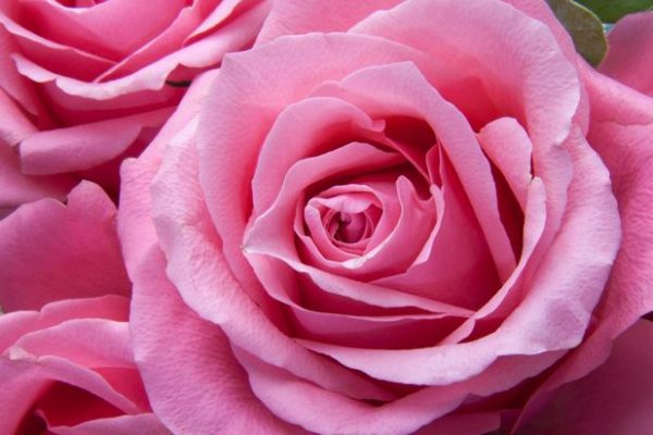 Das Rosa in deiner Aura